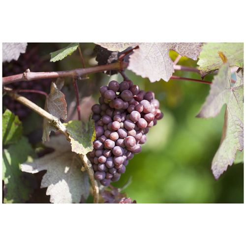 4063654262909 - Vitis vinifera Piroschka Weinrebe 80–100 cm 4063654262909 - Vitis vinifera Piroschka Weinrebe 80–100 cm