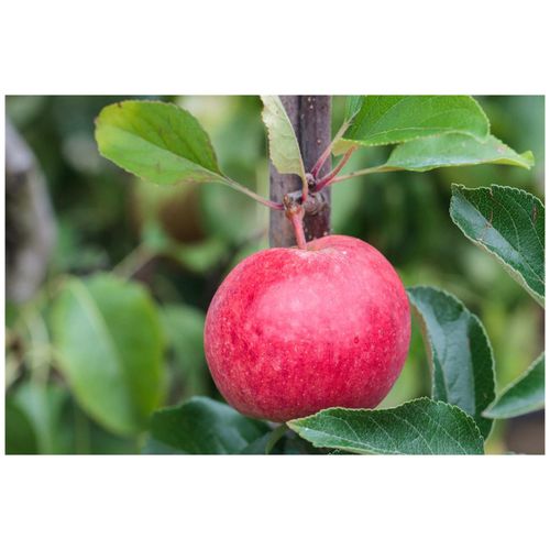 4063654223153 - Malus Roter Berlepsch Apfelbaum 40 cm Stammhöhe 4063654223153 - Malus Roter Berlepsch Apfelbaum 40 cm Stammhöhe