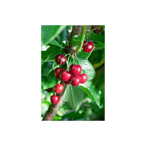 4063654235088 - Prunus avium Summit Süßkirsche 150–200 cm große Früchte