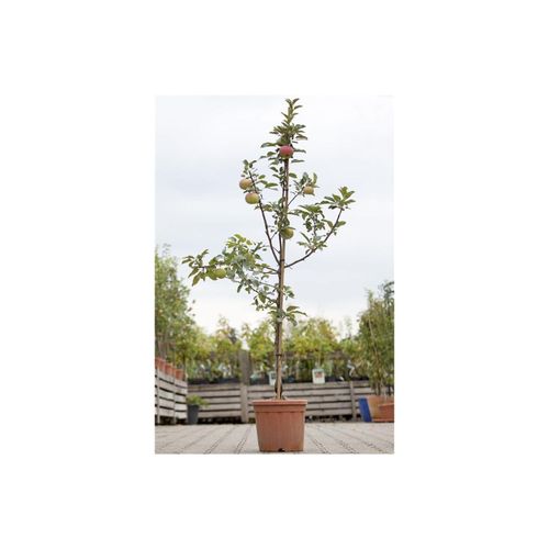 4063654251002 - Malus Idared Apfelbaum 150–200 cm