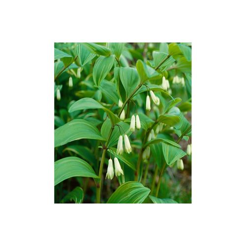 4063654308485 - Polygonatum x hybridum Weihenstephan Salomonssiegel ca 9x9 cm Topf 4063654308485 - Polygonatum x hybridum Weihenstephan Salomonssiegel ca 9x9 cm Topf