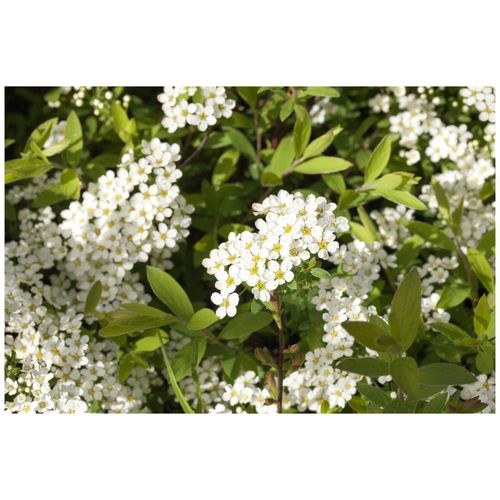 4063654818755 - Spiraea cinerea Grefsheim Asch-Spiere weiß 60–80 cm 4063654818755 - Spiraea cinerea Grefsheim Asch-Spiere weiß 60–80 cm