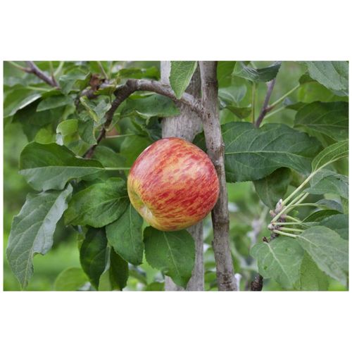 4063654240204 - Malus Gravensteiner Apfelbaum 150–200 cm 4063654240204 - Malus Gravensteiner Apfelbaum 150–200 cm