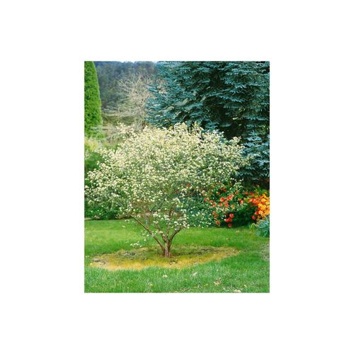 4063654844464 - Aronia arbutifolia Rote Apfelbeere 60–100 cm dekorative Früchte 4063654844464 - Aronia arbutifolia Rote Apfelbeere 60–100 cm dekorative Früchte