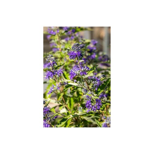 4063654848967 - Caryopteris clandonensis First Blue Bartblume blau 25–30 cm