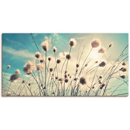 4059745195843 - Wandbild ARTLAND Wollgras Bilder Gr B H 40 cm x 20 cm Leinwandbild Gräser 1 St blau Bild Kunstdruck Kunstdrucke Bilder als Alubild Leinwandbild Wandaufkleber oder Poster in versch Größen 4059745195843 - Wandbild ARTLAND Wollgras Bilder Gr B H 40 cm x 20 cm Leinwandbild Gräser 1 St blau Bild Kunstdruck Kunstdrucke Bilder als Alubild Leinwandbild Wandaufkleber oder Poster in versch Größen