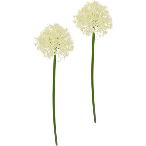 4019844812539 - Kunstblume IGEA Allium Zierlauch beige (creme) B13cm H80cm L13cm Kunststoff Kunstpflanzen Stielblume künstliche Blumen 2er Set 4019844812539 - Kunstblume IGEA Allium Zierlauch beige (creme) B13cm H80cm L13cm Kunststoff Kunstpflanzen Stielblume künstliche Blumen 2er Set