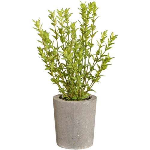 4064118143581 - Kunstpflanze CREATIV GREEN Rosmarin Kunstpflanzen Gr Ø H 15 cm x 35 cm 1 St grün Künstliche Zimmerpflanzen im Zementtopf 4064118143581 - Kunstpflanze CREATIV GREEN Rosmarin Kunstpflanzen Gr Ø H 15 cm x 35 cm 1 St grün Künstliche Zimmerpflanzen im Zementtopf