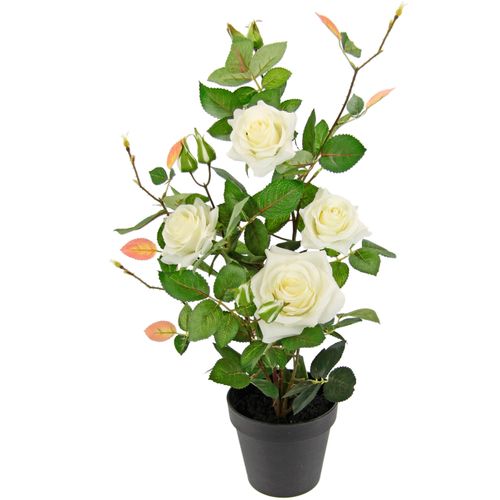 4019844778422 - Kunstbaum IGEA Rosenbusch im Topf weiß B27cm H50cm L27cm Obermaterial 95% Polyester 5% Kunststoff Kunstpflanzen Kunstrosen Kunstpflanzen Rosenstrauch Deko Hochzeit 4019844778422 - Kunstbaum IGEA Rosenbusch im Topf weiß B27cm H50cm L27cm Obermaterial 95% Polyester 5% Kunststoff Kunstpflanzen Kunstrosen Kunstpflanzen Rosenstrauch Deko Hochzeit