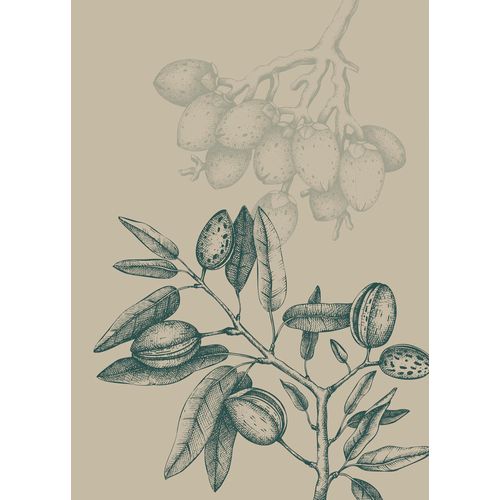 4055065177064 - Bild KOMAR Wild Mandolino beige (farbe bild(er) beige) B50cm H70cm Papier Holz Bilder Wandbild zur Dekoration - ohne Rahmen 4055065177064 - Bild KOMAR Wild Mandolino beige (farbe bild(er) beige) B50cm H70cm Papier Holz Bilder Wandbild zur Dekoration - ohne Rahmen