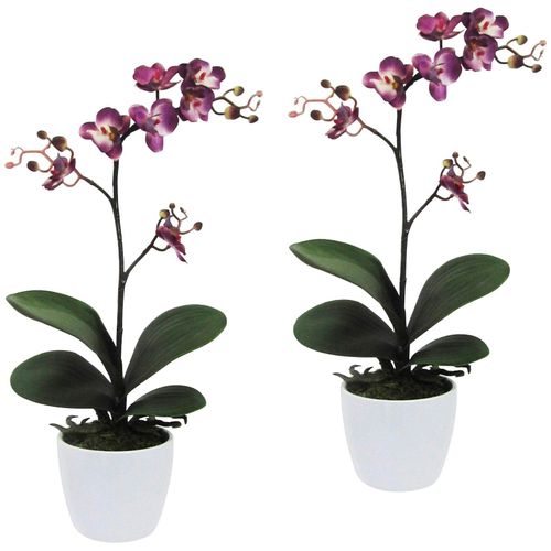 4064118039624 - Kunstpflanze CREATIV GREEN Orchidee Phalaenopsis Kunstpflanzen Gr H 55 cm 2 St lila Künstliche Zimmerpflanzen Kunstpflanzen im Keramiktopf 4064118039624 - Kunstpflanze CREATIV GREEN Orchidee Phalaenopsis Kunstpflanzen Gr H 55 cm 2 St lila Künstliche Zimmerpflanzen Kunstpflanzen im Keramiktopf
