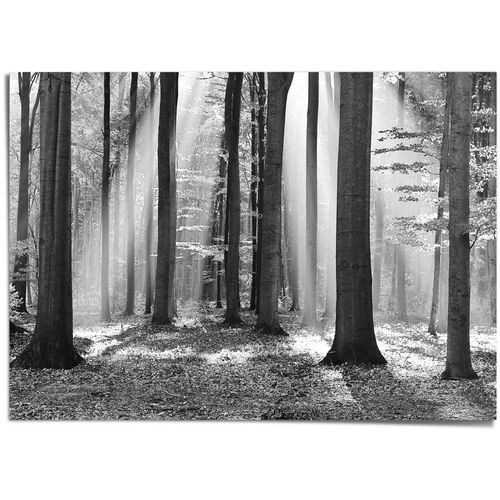 8714597568196 - Poster REINDERS Weißer Wald weiß (farbe bild(er) weiß) B140cm H100cm T01cm Papier Bilder