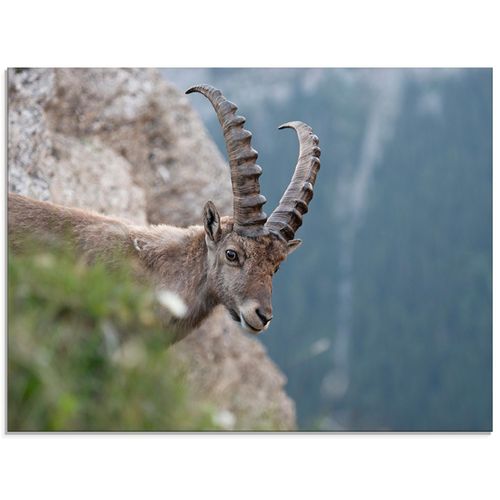 4059745614382 - Glasbild ARTLAND Steinbock Bilder Gr B H 60 cm x 45 cm Glasbild Wildtiere Querformat 1 St braun Bild Glasbild Glasbilder Bilder in verschiedenen Größen 4059745614382 - Glasbild ARTLAND Steinbock Bilder Gr B H 60 cm x 45 cm Glasbild Wildtiere Querformat 1 St braun Bild Glasbild Glasbilder Bilder in verschiedenen Größen