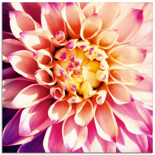 4055327207317 - Glasbild ARTLAND Dahlie Bilder Gr B H 50 cm x 50 cm Glasbild Blumen quadratisch 1 St pink Bild Glasbild Glasbilder Bilder in verschiedenen Größen 4055327207317 - Glasbild ARTLAND Dahlie Bilder Gr B H 50 cm x 50 cm Glasbild Blumen quadratisch 1 St pink Bild Glasbild Glasbilder Bilder in verschiedenen Größen
