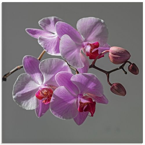 4062144132838 - Glasbild ARTLAND Orchideentraum Bilder Gr B H 50 cm x 50 cm Glasbild Blumen quadratisch 1 St lila Bild Glasbild Glasbilder Bilder in verschiedenen Größen