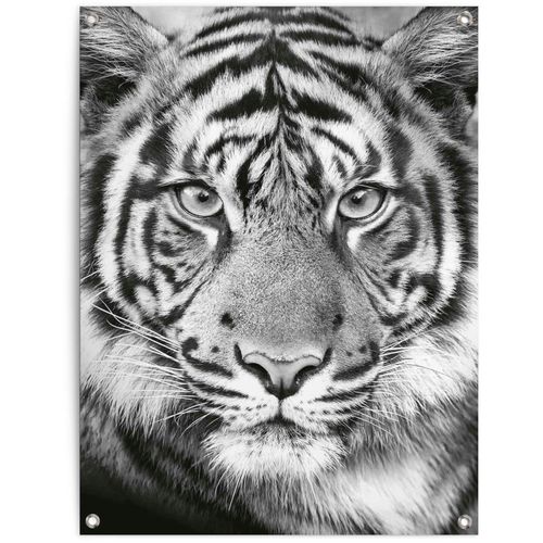 8714597628197 - Poster REINDERS Tigerblick schwarz (farbe bild(er) schwarz weiß) B60cm H80cm T01cm Leinwand Bilder