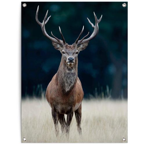 8714597628258 - Poster REINDERS Hirsch braun (farbe bild(er) braun) B60cm H80cm T01cm Leinwand Bilder 8714597628258 - Poster REINDERS Hirsch braun (farbe bild(er) braun) B60cm H80cm T01cm Leinwand Bilder