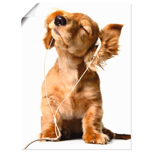 4055327640152 - Wandbild ARTLAND Junger Hund hört Musik über Kopfhörer Bilder Gr B H 60 cm x 80 cm Poster Haustiere Hochformat 1 St weiß Bild Poster Bilder als Leinwandbild Wandaufkleber oder in versch Größen 4055327640152 - Wandbild ARTLAND Junger Hund hört Musik über Kopfhörer Bilder Gr B H 60 cm x 80 cm Poster Haustiere Hochformat 1 St weiß Bild Poster Bilder als Leinwandbild Wandaufkleber oder in versch Größen