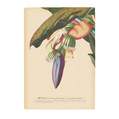 4055065178184 - Bild KOMAR Banana Heart bunt (farbe bild(er) bunt) B50cm H70cm Papier Holz Bilder Wandbild zur Dekoration - ohne Rahmen