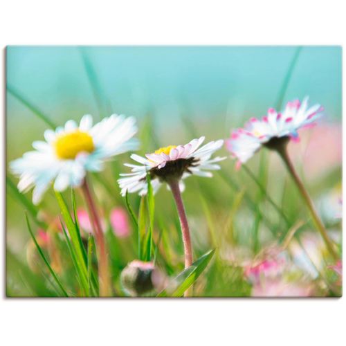 4057738025818 - Wandbild ARTLAND Gänseblümchen Romantik Bilder Gr B H 80 cm x 60 cm Leinwandbild Blumen 1 St blau Bild Kunstdruck Leinwandbild Kunstdrucke Bilder als Alubild Leinwandbild Wandaufkleber oder Poster in versch Größen