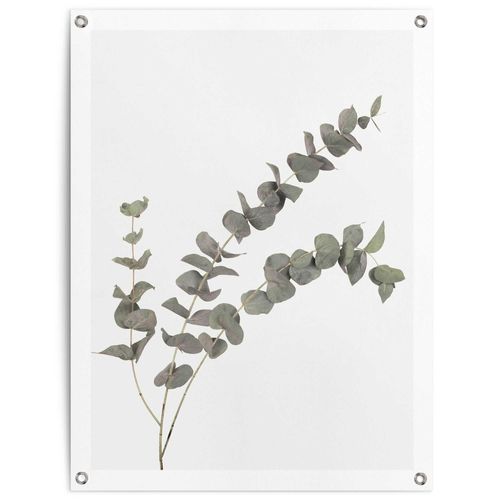 8714597638455 - Poster REINDERS Eukalyptus grün (farbe bild(er) grün) B60cm H80cm T01cm Leinwand Bilder Outdoor für Garten oder Balkon