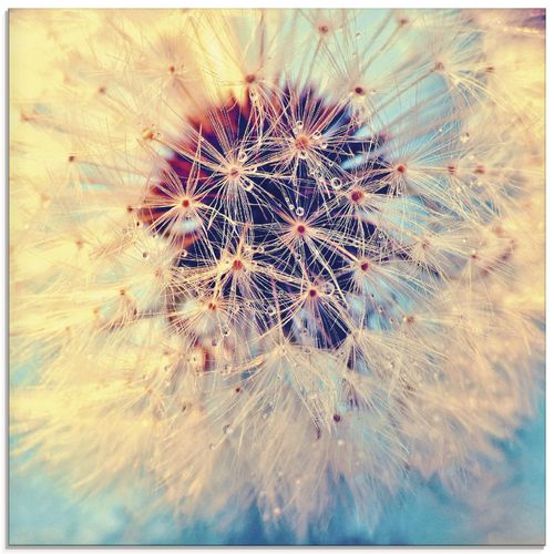 4058661286338 - Glasbild ARTLAND Pusteblume ganz nah Bilder Gr B H 50 cm x 50 cm Glasbild Blumen quadratisch 1 St blau Bild Glasbild Glasbilder Bilder in verschiedenen Größen 4058661286338 - Glasbild ARTLAND Pusteblume ganz nah Bilder Gr B H 50 cm x 50 cm Glasbild Blumen quadratisch 1 St blau Bild Glasbild Glasbilder Bilder in verschiedenen Größen