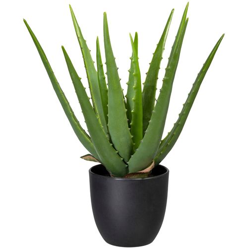 4064118968245 - Künstliche Zimmerpflanze CREATIV GREEN Aloe Kunstpflanzen Gr B H 15 cm x 33 cm 1 St grün Künstliche Zimmerpflanzen 4064118968245 - Künstliche Zimmerpflanze CREATIV GREEN Aloe Kunstpflanzen Gr B H 15 cm x 33 cm 1 St grün Künstliche Zimmerpflanzen