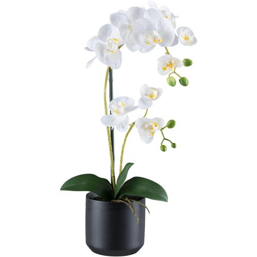 4064118240891 - Kunstorchidee CREATIV GREEN Orchidee Phalaenopsis weiß H50cm Kunststoff Kunstpflanzen mit Keramiktopf in matter Farbgebung
