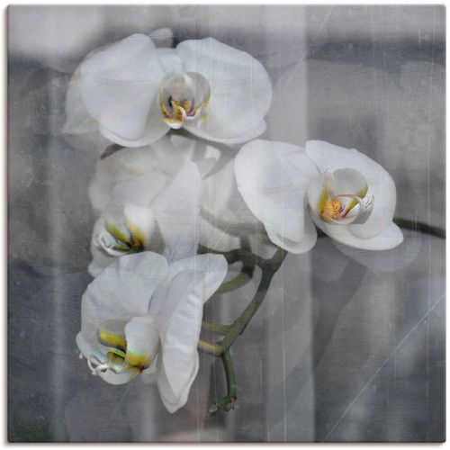 4055327669146 - Wandbild ARTLAND Weisse Orchideen - white Orchid Bilder Gr B H 70 cm x 70 cm Leinwandbild Blumen 1 St schwarz Bild Kunstdruck Poster Bilder als Leinwandbild Wandaufkleber oder in versch Größen 4055327669146 - Wandbild ARTLAND Weisse Orchideen - white Orchid Bilder Gr B H 70 cm x 70 cm Leinwandbild Blumen 1 St schwarz Bild Kunstdruck Poster Bilder als Leinwandbild Wandaufkleber oder in versch Größen