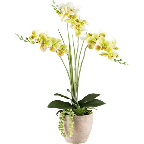 4064118240655 - Kunstorchidee CREATIV GREEN Orchidee Phalaenopsis grün H55cm Kunststoff Kunstpflanzen mit Sukkulenten und Graszweigen arrangiert