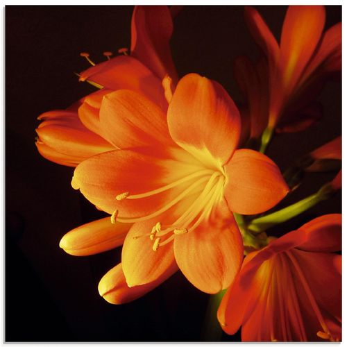 4055327618342 - Glasbild ARTLAND Clivie in leuchtendem Orange Bilder Gr B H 30 cm x 30 cm Glasbild Blumen quadratisch 1 St orange Bild Glasbild Glasbilder Bilder in verschiedenen Größen