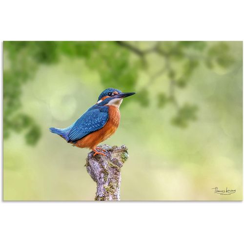 4062144757611 - Wandbild ARTLAND Eisvogel Bilder Gr B H T 30 cm x 20 cm x 1 cm Alu-Dibond-Druck Vogelbilder Querformat 1 St blau Kunstdrucke als Alubild Leinwandbild Wandaufkleber oder Poster in versch Größen
