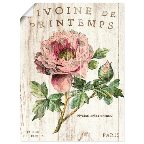 4055327753005 - Wandbild ARTLAND Pfingstrose Bilder Gr B H 45 cm x 60 cm Poster Blumen Hochformat 1 St pink Bild Leinwandbild Kunstdrucke Bilder als Leinwandbild Wandaufkleber oder Poster in versch Größen