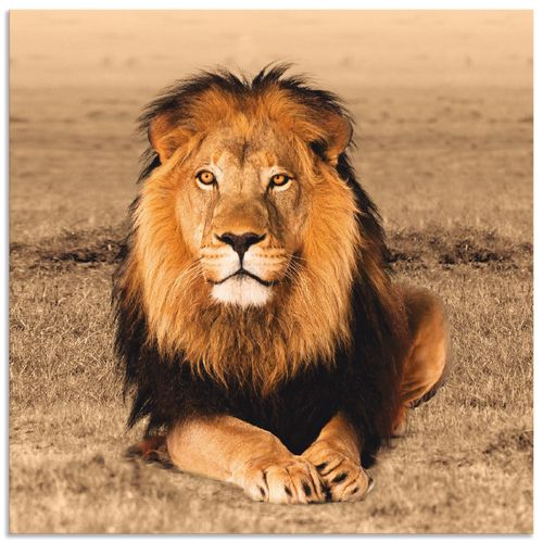 4057738377467 - Wandbild ARTLAND Löwe Bilder Gr B H 30 cm x 30 cm Alu-Dibond-Druck Wildtiere quadratisch 1 St braun Bild Metallbild Metallbilder Bilder als Alubild Leinwandbild Wandaufkleber oder Poster in versch Größen