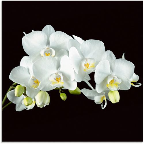 4058661627759 - Glasbild ARTLAND Weiße Orchidee auf schwarzem Hintergrund Bilder Gr B H 20 cm x 20 cm Blumen 1 St weiß Glasbilder Bilder in verschiedenen Größen