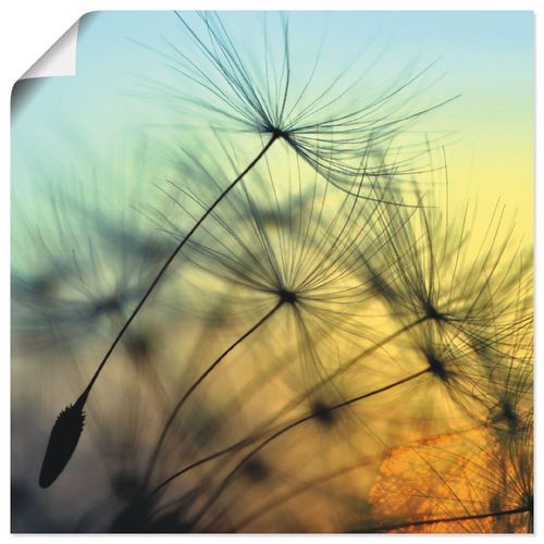 4059745926188 - Wandbild ARTLAND Goldener Sonnenuntergang und Pusteblumen Bilder Gr B H 50 cm x 50 cm Poster Blumen quadratisch 1 St gelb Bild Poster Bilder als Alubild Leinwandbild Wandaufkleber oder in versch Größen
