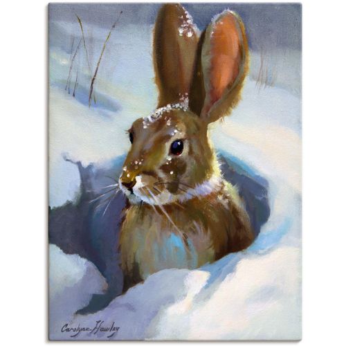 4058661410122 - Wandbild ARTLAND Schneehase Bilder Gr B H 30 cm x 40 cm Leinwandbild Wildtiere Hochformat 1 St weiß Bild Poster Bilder als Alubild Leinwandbild Wandaufkleber oder in versch Größen