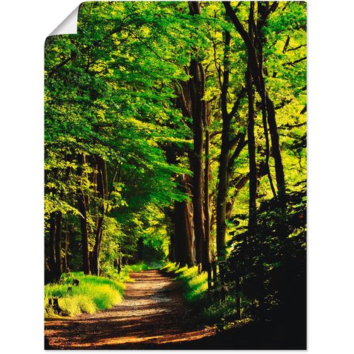 4059745780995 - Wandbild ARTLAND Weg im Wald Bilder Gr B H 60 cm x 80 cm Poster Wald 1 St grün Bild Leinwandbild Kunstdrucke Bilder als Alubild Leinwandbild Wandaufkleber oder Poster in versch Größen 4059745780995 - Wandbild ARTLAND Weg im Wald Bilder Gr B H 60 cm x 80 cm Poster Wald 1 St grün Bild Leinwandbild Kunstdrucke Bilder als Alubild Leinwandbild Wandaufkleber oder Poster in versch Größen