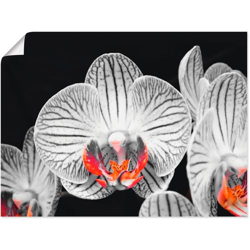 4055327935081 - Wandbild ARTLAND Orchidee abstrakte Collage IV Bilder Gr B H 40 cm x 30 cm Poster Blumen 1 St schwarz Bild Kunstdruck Poster Bilder als Leinwandbild Wandaufkleber oder in versch Größen
