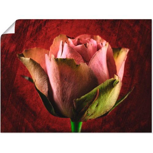 4055327353670 - Wandbild ARTLAND Rosa Rose Bilder Gr B H 40 cm x 30 cm Poster Blumen 1 St pink Bild Kunstdruck Poster Bilder als Leinwandbild Wandaufkleber oder in versch Größen