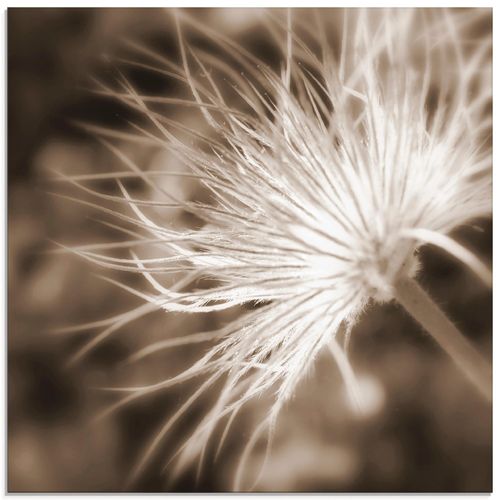 4055327647434 - Glasbild ARTLAND leicht wie eine Feder Bilder Gr B H 20 cm x 20 cm Glasbild Blumen quadratisch 1 St beige (natur) Bild Glasbild Glasbilder Bilder in verschiedenen Größen