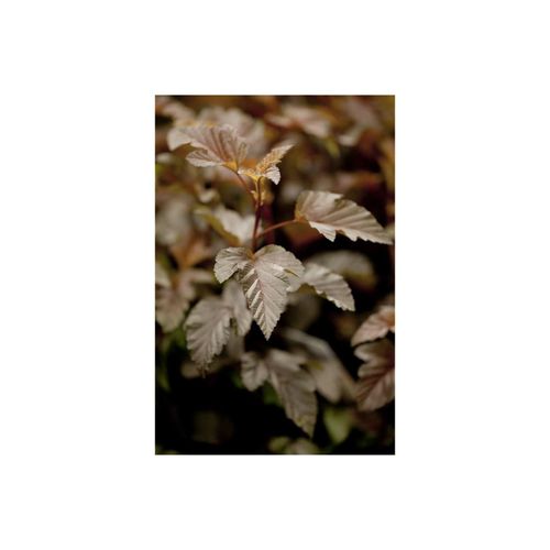 4063654241607 - Physocarpus opulifolius Lady in Red Blasenspiere rotlaubig 80–100 cm 4063654241607 - Physocarpus opulifolius Lady in Red Blasenspiere rotlaubig 80–100 cm