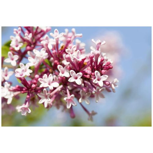 4063654003120 - Syringa microphylla Superba Flieder rosa Blüten 80 cm Stammhöhe