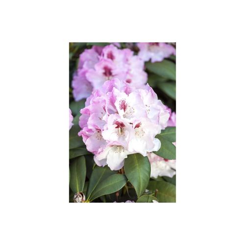 4063654329626 - Rhododendron yakushimanum Nicoletta rosa Blüten 30–40 cm