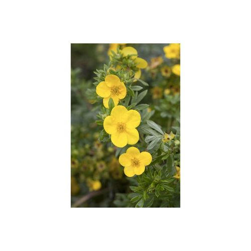 4063654819622 - Potentilla fruticosa Kobold Fingerstrauch gelb 25–30 cm 4063654819622 - Potentilla fruticosa Kobold Fingerstrauch gelb 25–30 cm