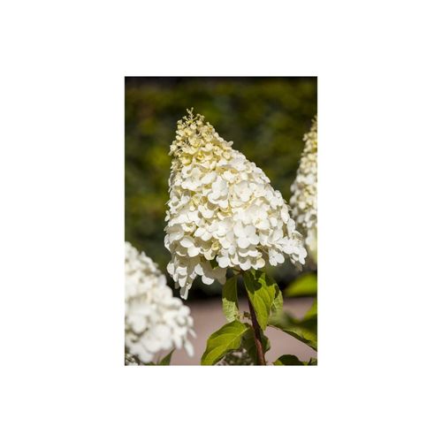 4063654228271 - Hydrangea paniculata Magical Moonlight Rispenhortensie weiß 60–80 cm 4063654228271 - Hydrangea paniculata Magical Moonlight Rispenhortensie weiß 60–80 cm