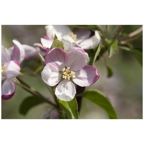 4063654274223 - Malus Ingrid Marie Apfelbaum 150–200 cm