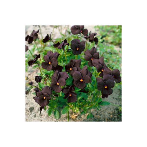 4063654314714 - Viola cornuta Molly Sanderson Hornveilchen schwarzviolett ca 9x9 cm Topf