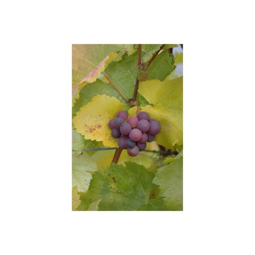 4063654229780 - Vitis vinifera kernlos rot 80–100 cm 4063654229780 - Vitis vinifera kernlos rot 80–100 cm