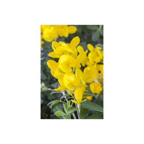 4063654818304 - Genista tinctoria Färber-Ginster gelb 30–40 cm 4063654818304 - Genista tinctoria Färber-Ginster gelb 30–40 cm